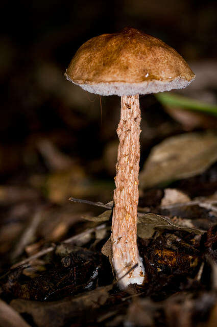 Image of Austroboletus