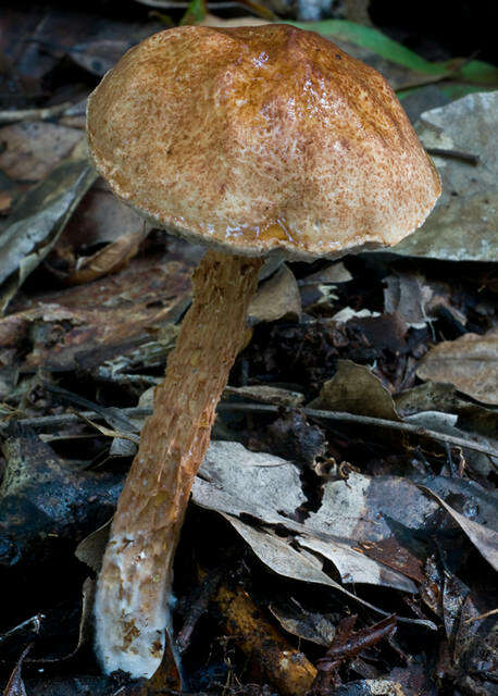 Image of Austroboletus