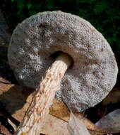 Image of Austroboletus