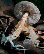 Image of Austroboletus