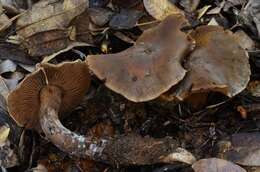 Image of Cortinarius cisqhale Bojantchev 2013