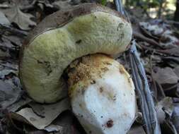 Boletus regineus D. Arora & Simonini 2008 resmi