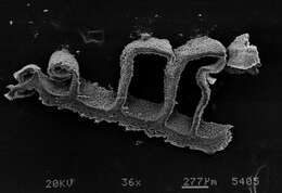 Слика од Psilocybe aztecorum R. Heim 1957