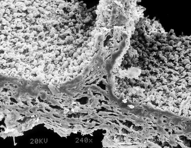 Image of Psilocybe aztecorum R. Heim 1957