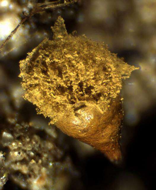 Image de <i>Hemitrichia clavata</i> (Pers.) Rostaf.