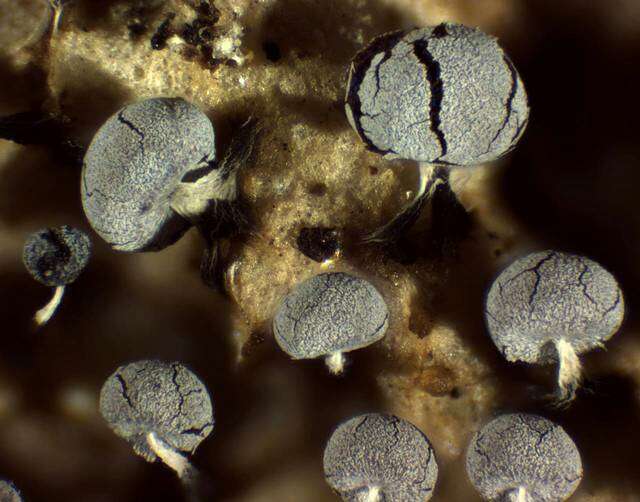 Image of Myxogastromycetidae