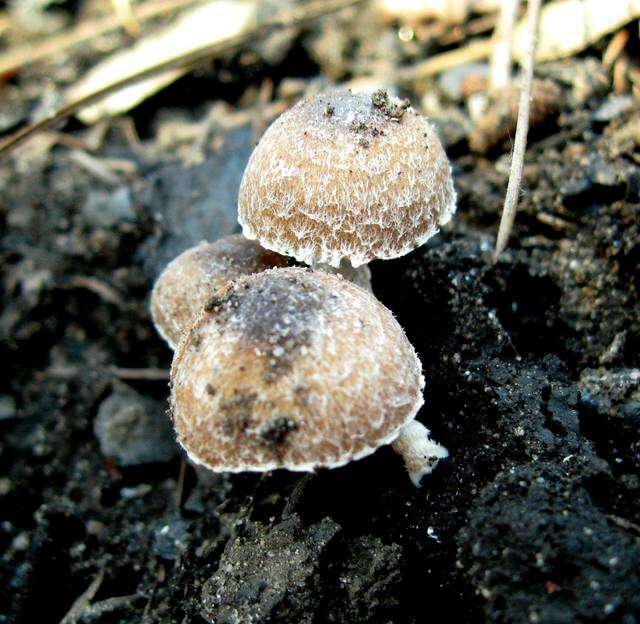 Imagem de Psathyrella pennata (Fr.) A. Pearson & Dennis 1948