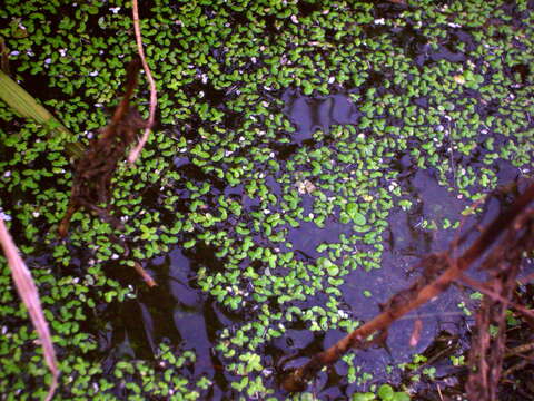 Image of Minute Duckweed