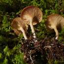 Image of Clitocybe albirhiza H. E. Bigelow & A. H. Sm. 1963