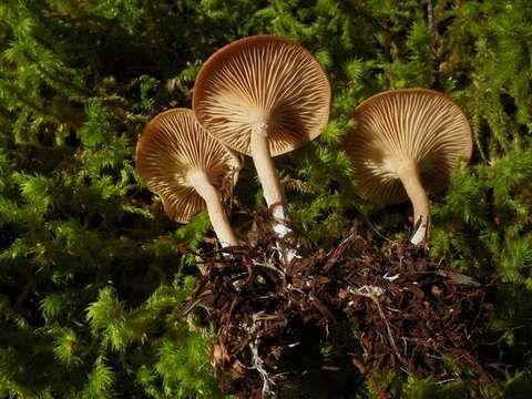 Image of Clitocybe albirhiza H. E. Bigelow & A. H. Sm. 1963