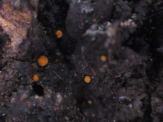 Image of sarea lichen