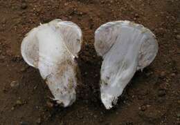 Image of Agaricus deserticola G. Moreno, Esqueda & Lizárraga 2010