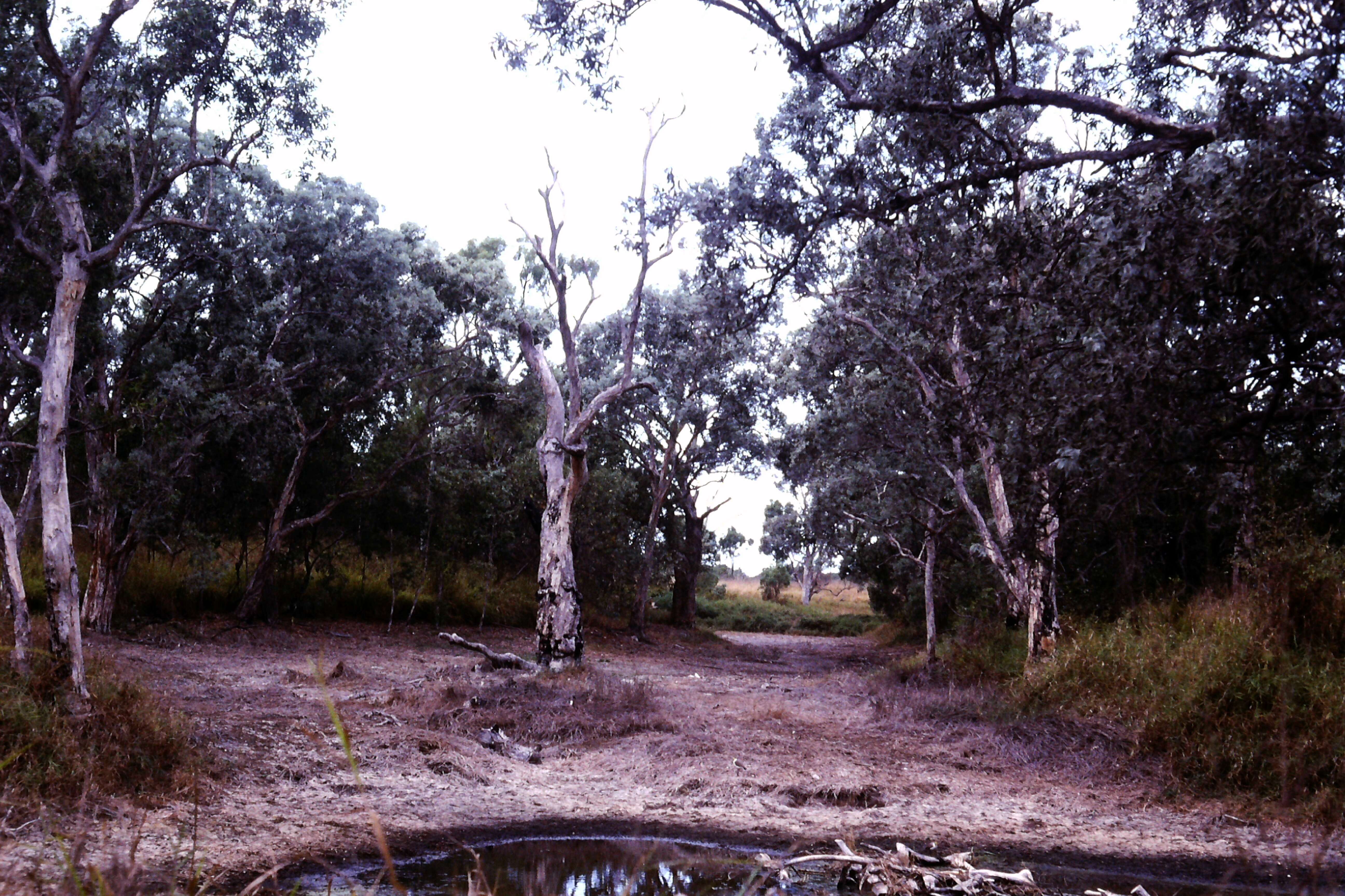 Sivun Melaleuca argentea W. V. Fitzg. kuva