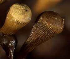 Image of <i>Hemitrichia clavata</i> (Pers.) Rostaf.