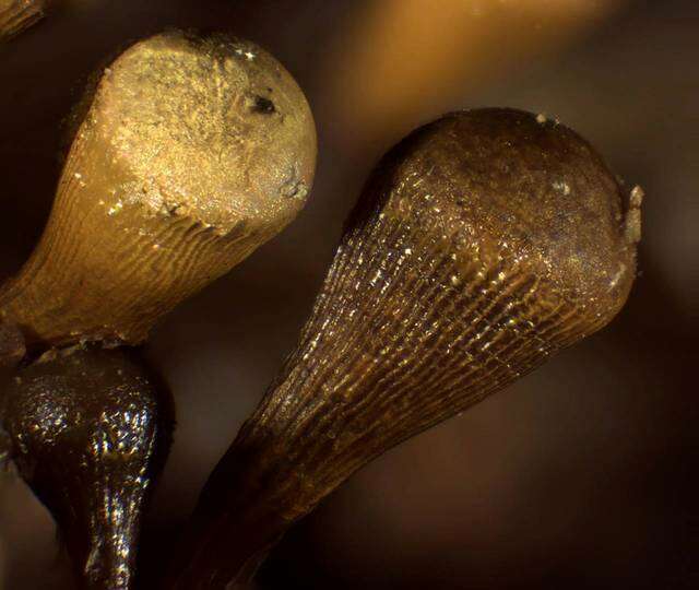 Image of <i>Hemitrichia clavata</i> (Pers.) Rostaf.