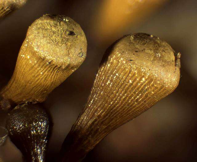 Image of <i>Hemitrichia clavata</i> (Pers.) Rostaf.