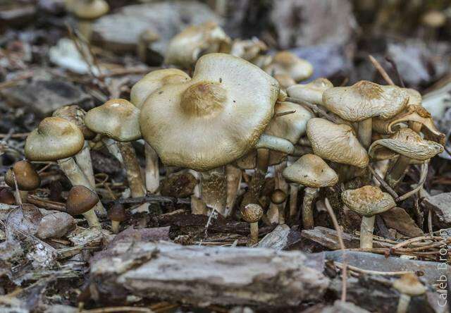 Image of Psilocybe ovoideocystidiata Guzmán & Gaines 2007