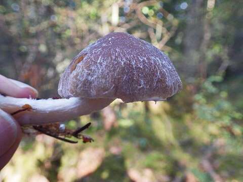 Image of Psathyrella undulatipes A. H. Sm. 1972