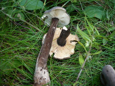 Image of Lactarius lignyotus Fr. 1857