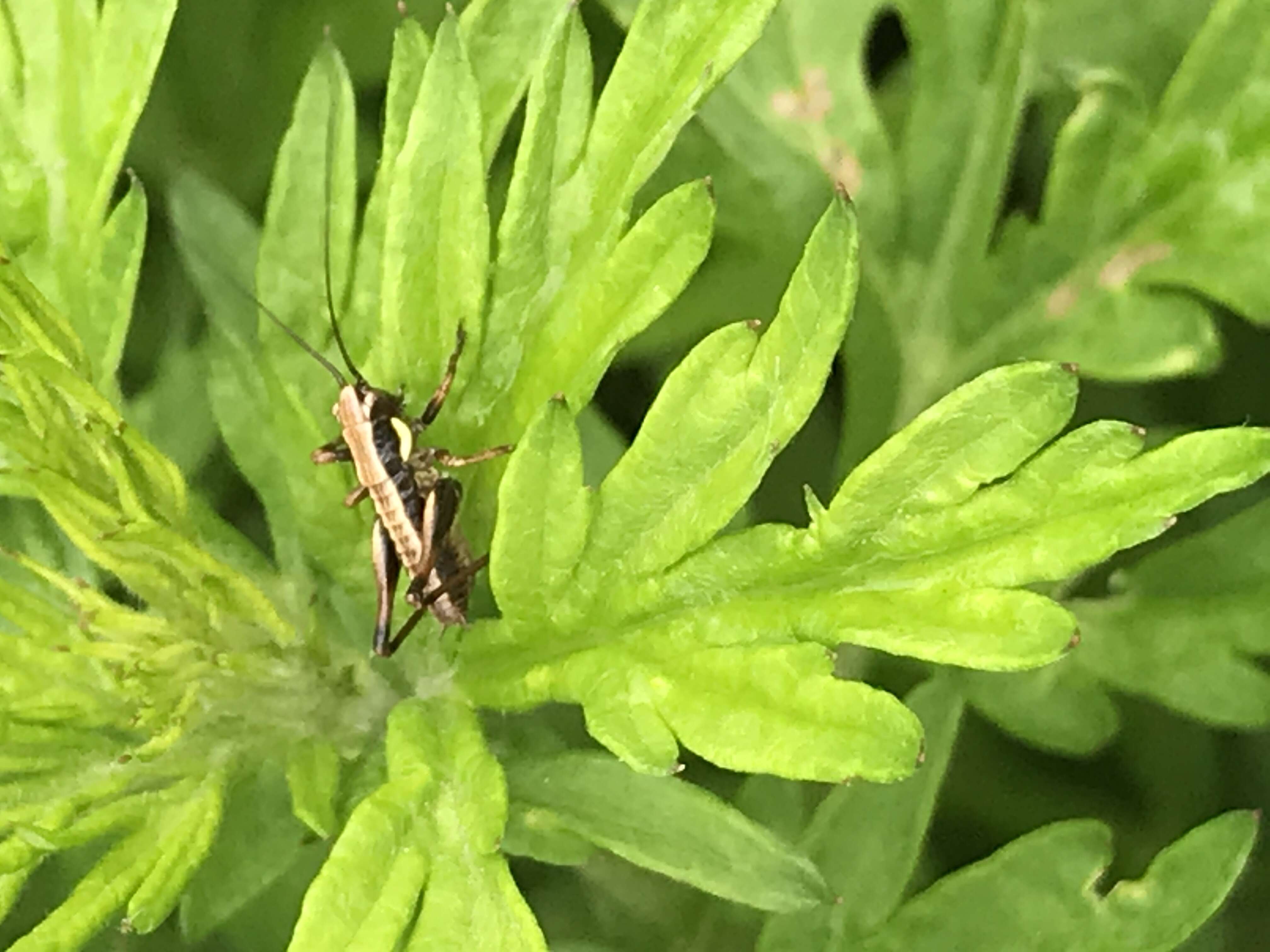 Image of dark bush-cricket