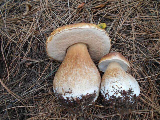 Image of Boletus