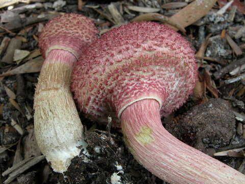 Image of Boletellus