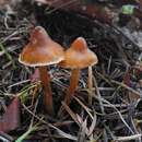 Plancia ëd <i>Cortinarius cedriolens</i> M. M. Moser