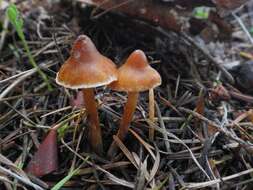 Image de <i>Cortinarius cedriolens</i> M. M. Moser