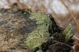 Image of Mealy Pixie-cup Lichen