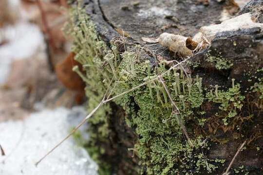 Image of Mealy Pixie-cup Lichen