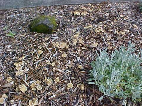 Image of Agrocybe