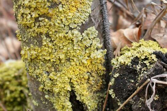 Image of Sunshine lichens