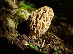 Image of Morchellaceae