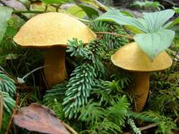 Image de Suillus tomentosus Singer 1960