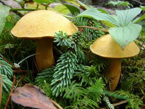 Image of Suillus tomentosus Singer 1960