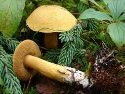 Imagem de Suillus tomentosus Singer 1960