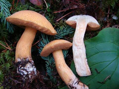 Image of Suillus tomentosus Singer 1960