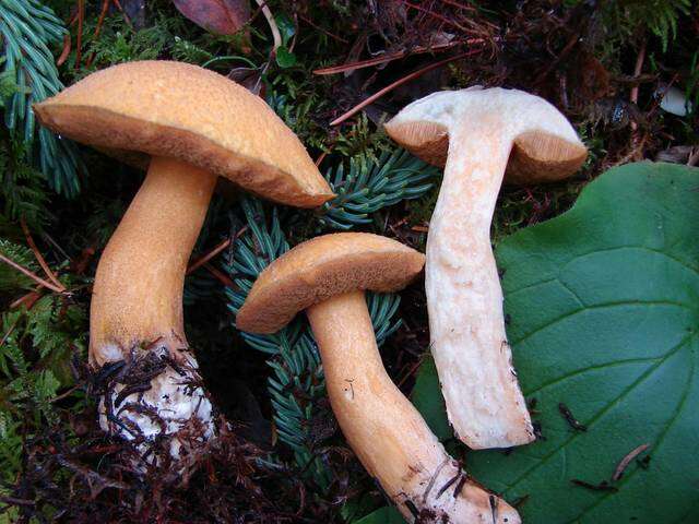 Imagem de Suillus tomentosus Singer 1960