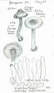 Imagem de Inocybe subcarpta Kühner & Boursier 1932