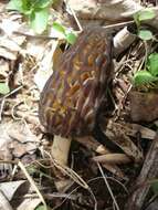 Image of Morchella angusticeps Peck 1887