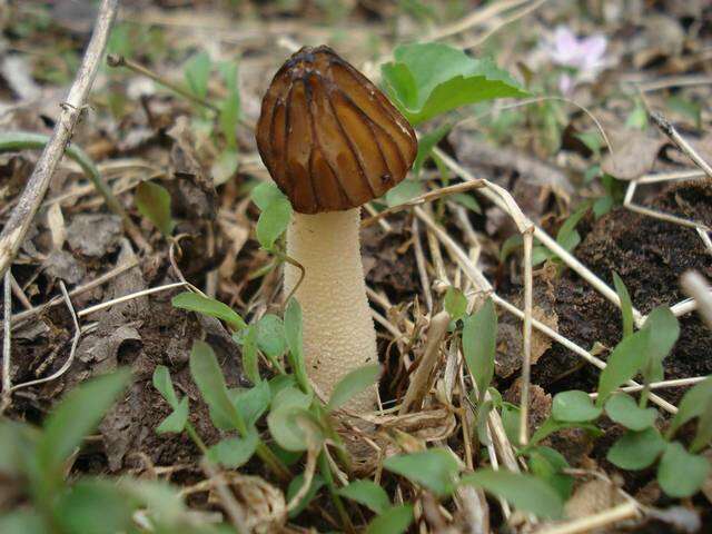 Image of Morchella punctipes Peck 1903