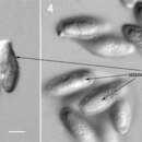 صورة Austroboletus mutabilis Halling, Osmundson & M. A. Neves 2006