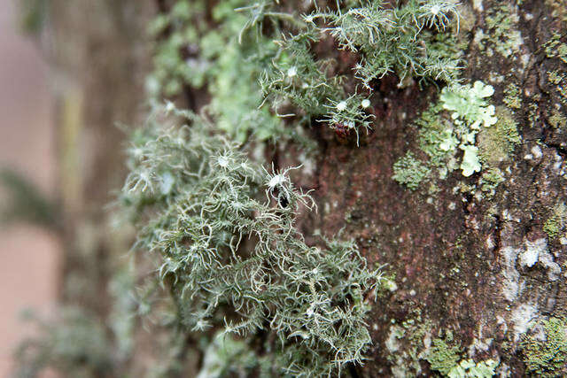 Image of Lecanoromycetidae