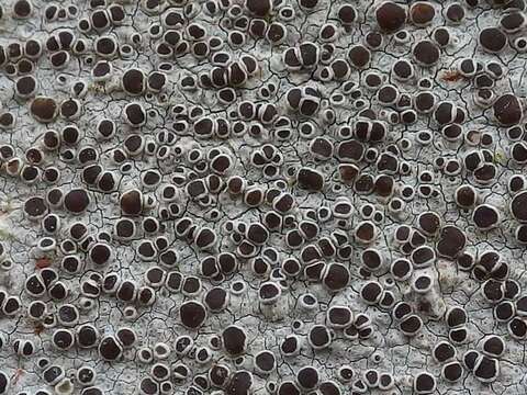 Image of Lecanora Ach.