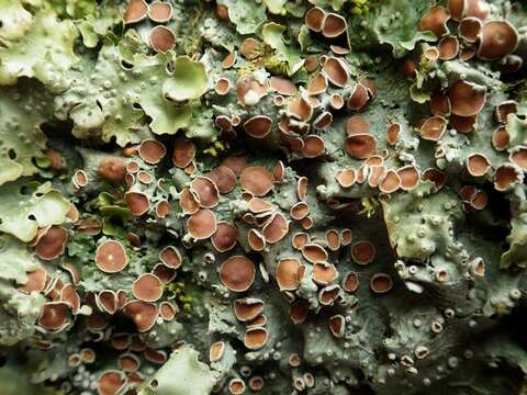 Image of lung lichen