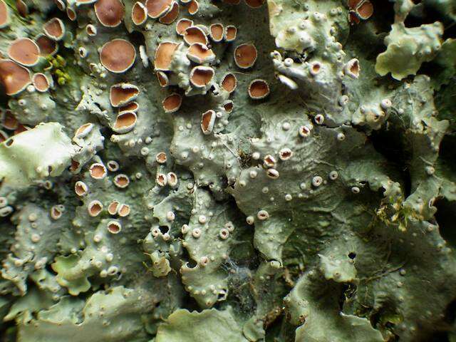 Image of lung lichen