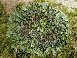 Image of lung lichen