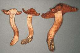 Image of Cortinarius ahsii McKnight 1975