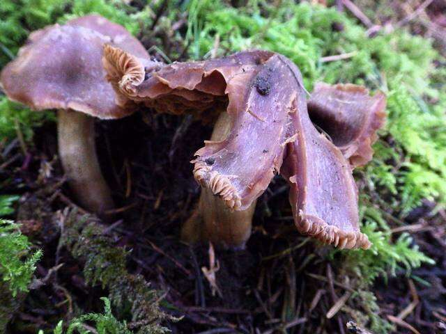 Image of Cortinarius ahsii McKnight 1975