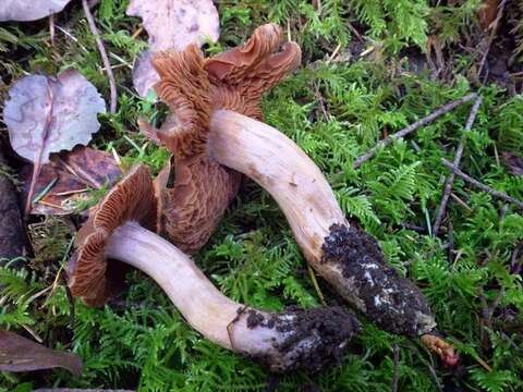 Image of Cortinarius ahsii McKnight 1975